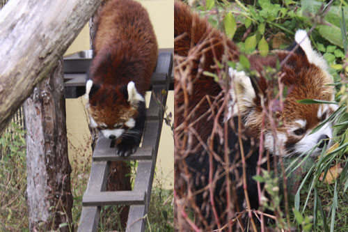 レッサーパンダ