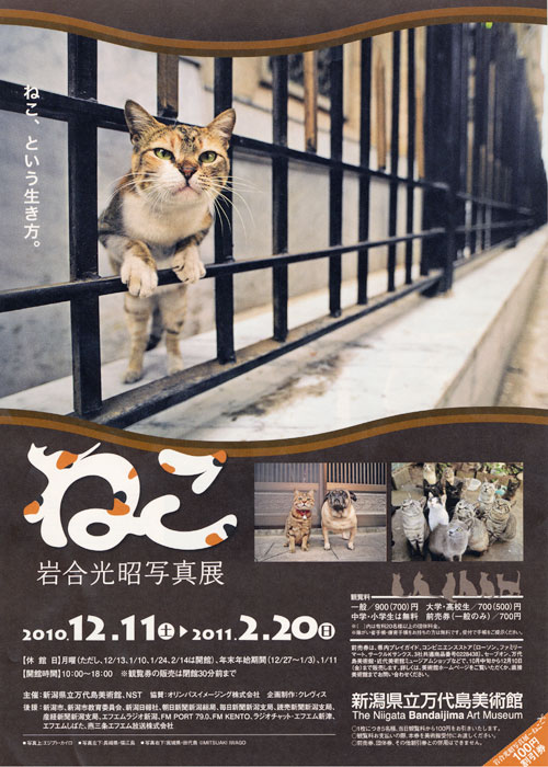 22.12.11neko-1.jpg