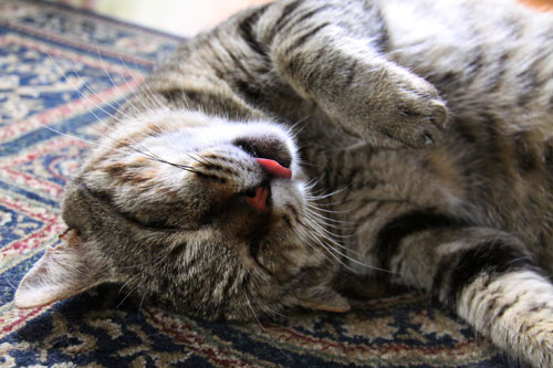 舌を出して寝る猫