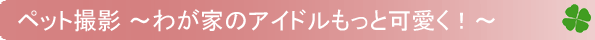 �y�b�g�ʐ^�`�킪�Ƃ̃A�C�h�������Ɖ����`